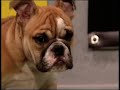 puppy-bowl-iii-kitty-halftime-show.html