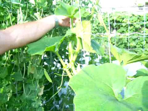 how to grow delicata squash