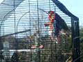 Batman talking to wild bird 02/08/09