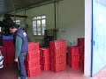 Von der Olive zum Olivenöl