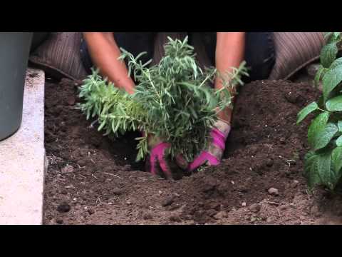 how to replant lavender