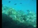 Hurghada boat fish Hurghada boat fish