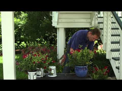 how to fertilize mandevilla