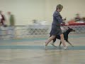doberman\ doberman\