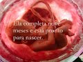 passo a passo de nascimento. maria eduarda. feito william campos