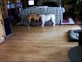 Boxer and Bulldog Playing
