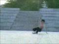 The Conference Team, Skating in Paris, shared by Rollernews.