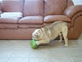 The Bulldog and the Watermelon