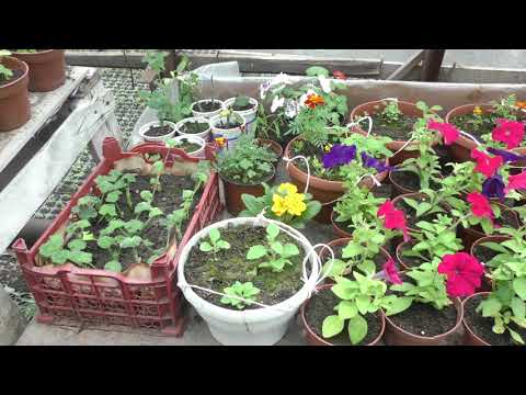 Просмотр видео