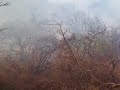 incendio forestal