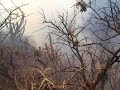 incendio forestal