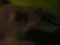 Audio Declare independence. (my babys trying to sleep) Audio Declare independence. (my babys trying to sleep)