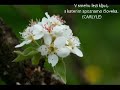Secret garden - Serenade to spring