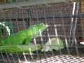 iguanas