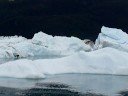 Prince William Sound Cruises Valdez Alaska 2008