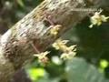 Hotel Chocolat's Cocoa Plantation, Rabot Estate in St Lucia