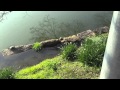 Spring comes to Japan