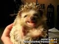 A loveable Hedgehog! A loveable Hedgehog!