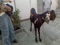 saad bin kewan playing with goats.mp4 - free flv video @ vwatch.tv