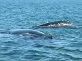 Whale breach - mother and calf