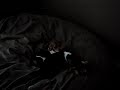Crazy Beagles in LoveSac