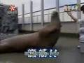 A-Seal-doing-Sit-ups