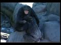 Lou the chimpanzee gets worked up Lou the chimpanzee gets worked up