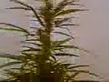 MARIHUANA DE JAEN MARIHUANA DE JAEN