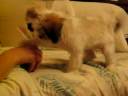 Squeaky Ball Puppy Tease pt. 1/2