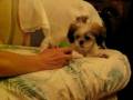 videos de Squeaky Ball Puppy Tease pt. 1/2