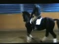 approved 11 yr old GP stallion approved 11 yr old GP stallion