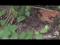 False Tomato Frog