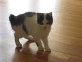 The funniest kitten in the world
