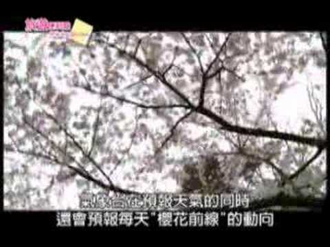 一抹嫣紅，春上心頭～到日本賞櫻去