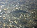 salmon-ro-trubia-2007-iii.html