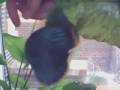 Hand-Feeding Tropical Fish (Discus)