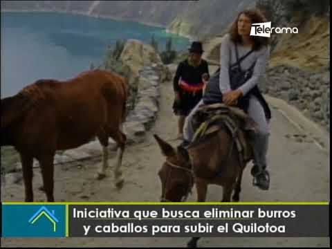 Iniciativa que busca eliminar burros y caballos para subir el Quilotoa