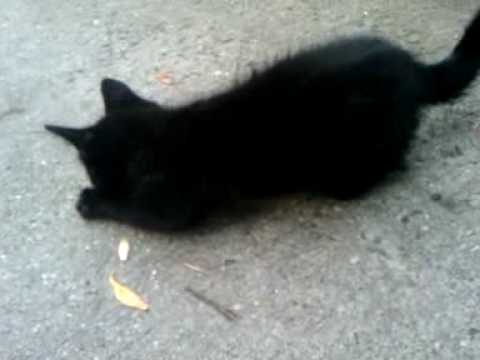 YouTube Preview Image