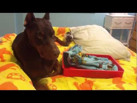 DOBERMAN