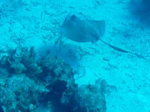 Mergulho em Grand Cayman - Spanish Anchor