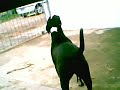 Zaga (pit) e dog