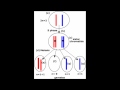 How Evolution Adds New Information
