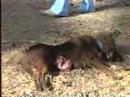 Dogs Attack, Shot-Sheep Evasive Maneuvers