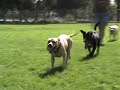 On Any Dog Day Afternoon...
