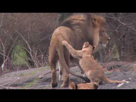 lion cub
