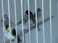 Darrrrek - Breeding carduelis major36