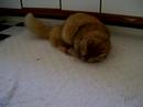 ボール猫動画