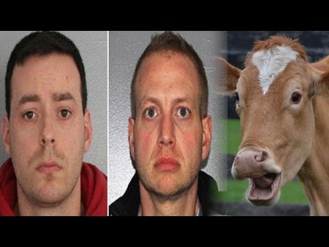 Man Has Sex With Cow While Friend Films It Reaction