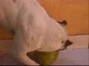 pit bull 