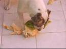 pit bull 